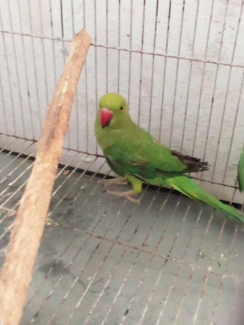 parrot 4