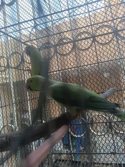 Green Ringneck taking breeder pair