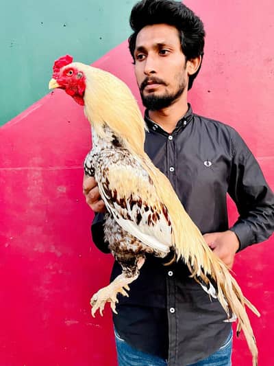Lakha and shajra/bajra