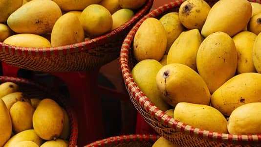 Sindhri Freah Mangoes 