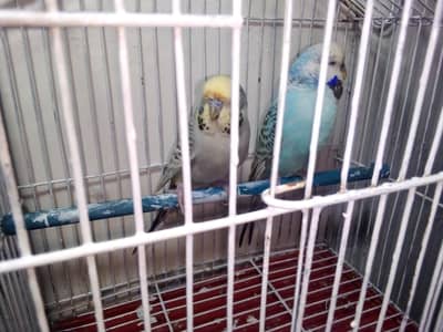 Australian pair health active and good size