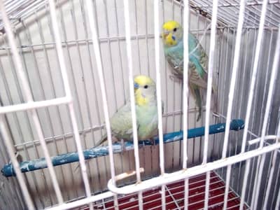Australian pair health active and good size
