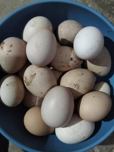 Golden Heavy & White buff  fertile original eggs For sale