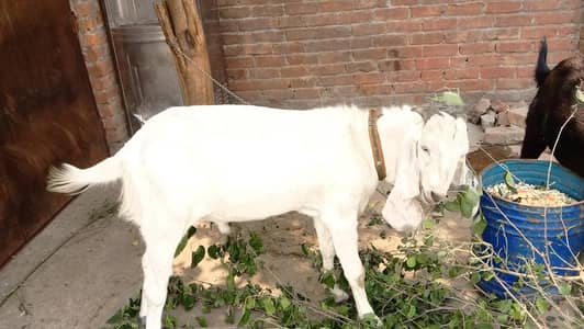 selling Eid Qurban bakry