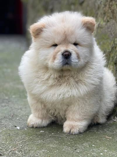 Chow chow Puppies | Dog Puppy for sale