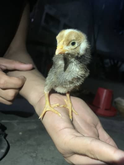 Healthy chicks for urgent sale