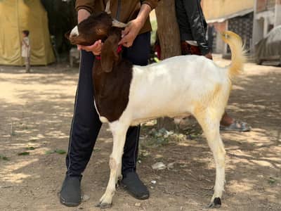I'm selling my bakra 2 dant