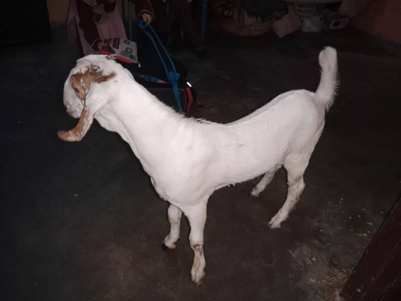 bakra bachaa 1