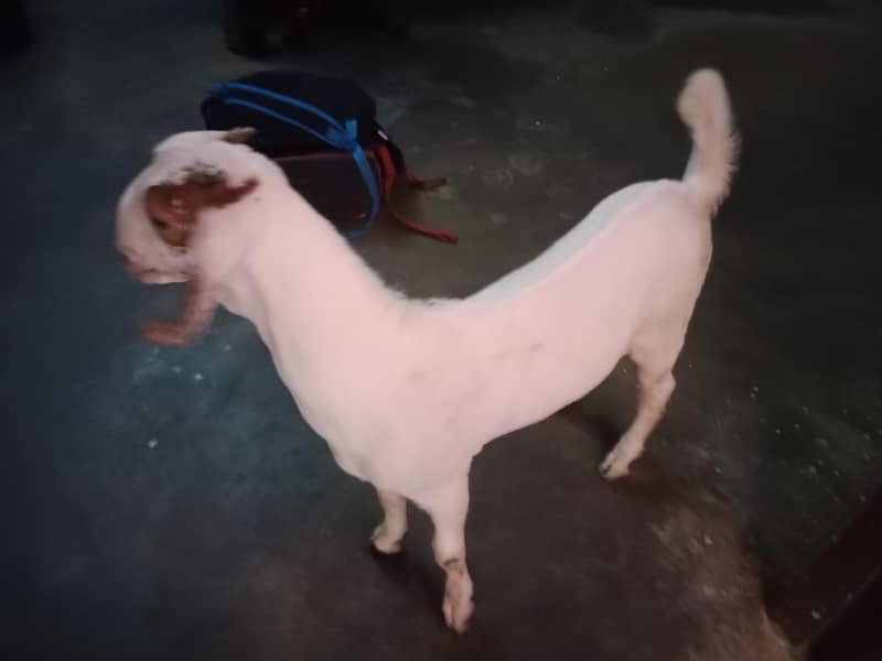 bakra bachaa 2