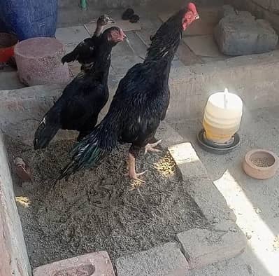 mushka pair