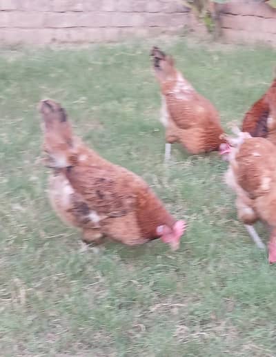 golden misri hens for sale