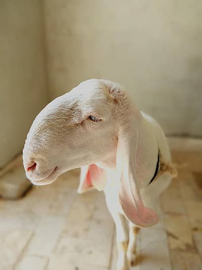 ghar ka pala howa dumba hy bilkul saaf sutra  achy meat weight me hy