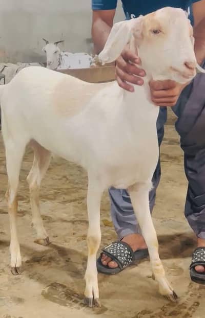 qurbani k bakre available ha jis ko chai ha rapta kar skta hn