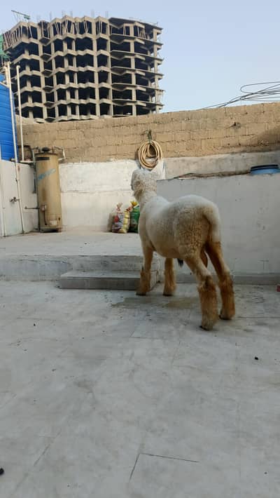mundra