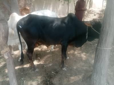 Beautiful Healthy Black Bull (Cholistani/Sahiwal Breed) For Sale