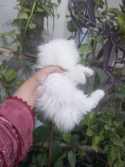 Persian kittens