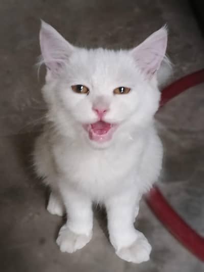 Kitten for sale