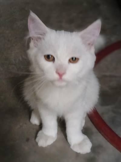 Kitten for sale