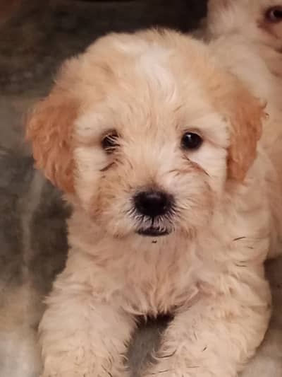 Poodle puppies