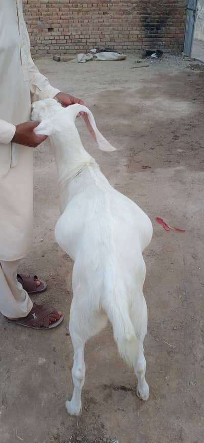 Pure Muhammad pur type male goats