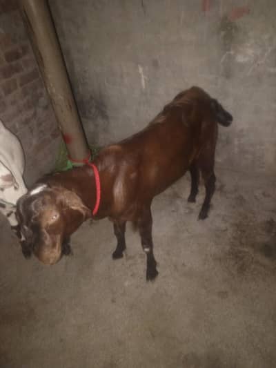 qurbani bakra