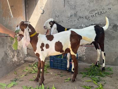 Desi Bakray for qurbani