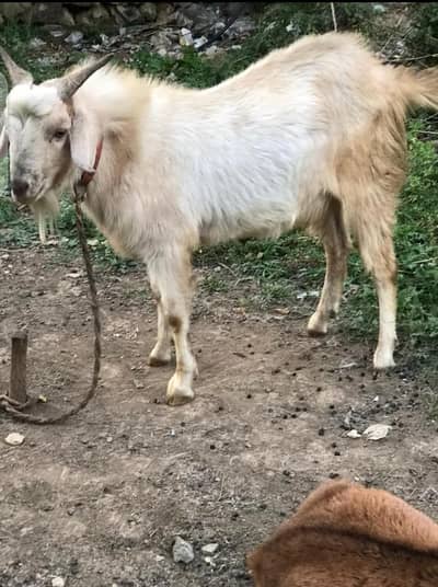 Qurbani Kay Bakray For Sale