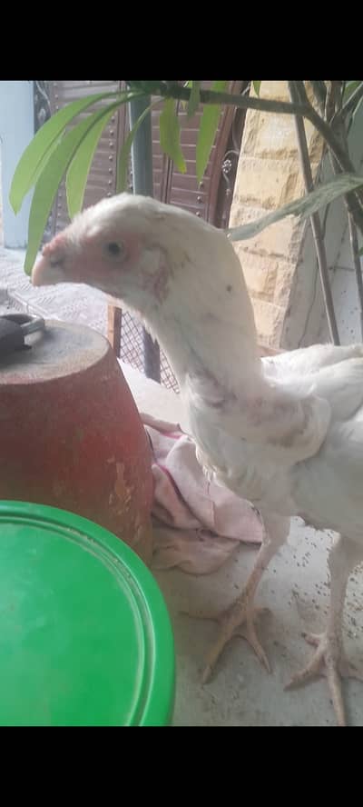 Qandhari parrot beak paper white