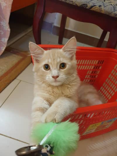 Persian Cat's For Sale