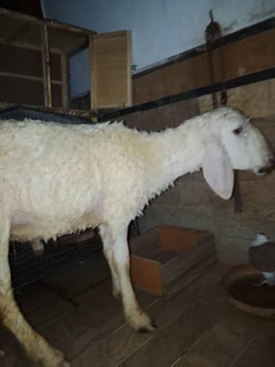 chaki Wala dumba for sale