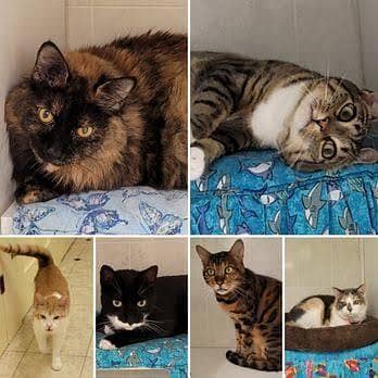 cat boarding/ cat sitting