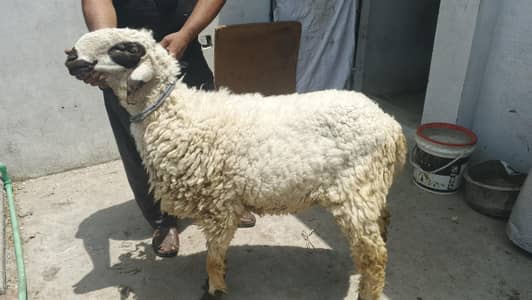 chatra 2 dant for sale