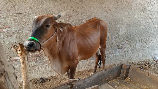 دو دانت والے خوبصورت ترین بچھڑے براۓ فروخت خواہشمند حضرات رابطہ کرے