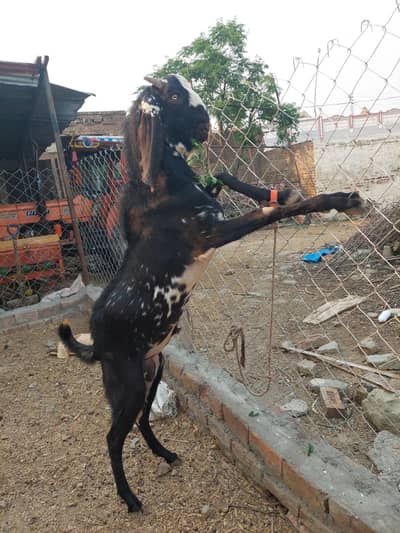 Bakra  for Qurbani