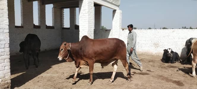Qurbani 2026