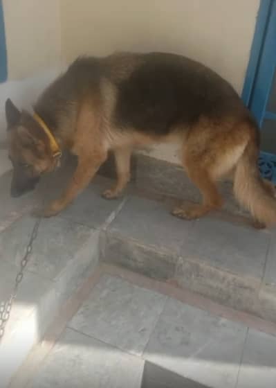 German shepherd for sale