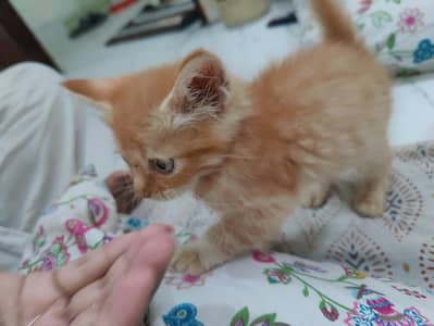 Double Coated Persian