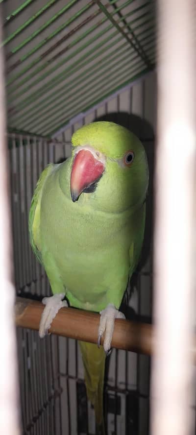 Parrot