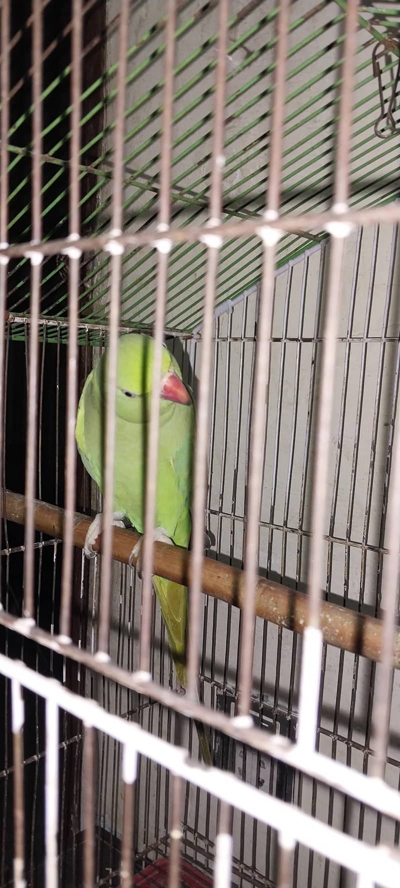Parrot 1