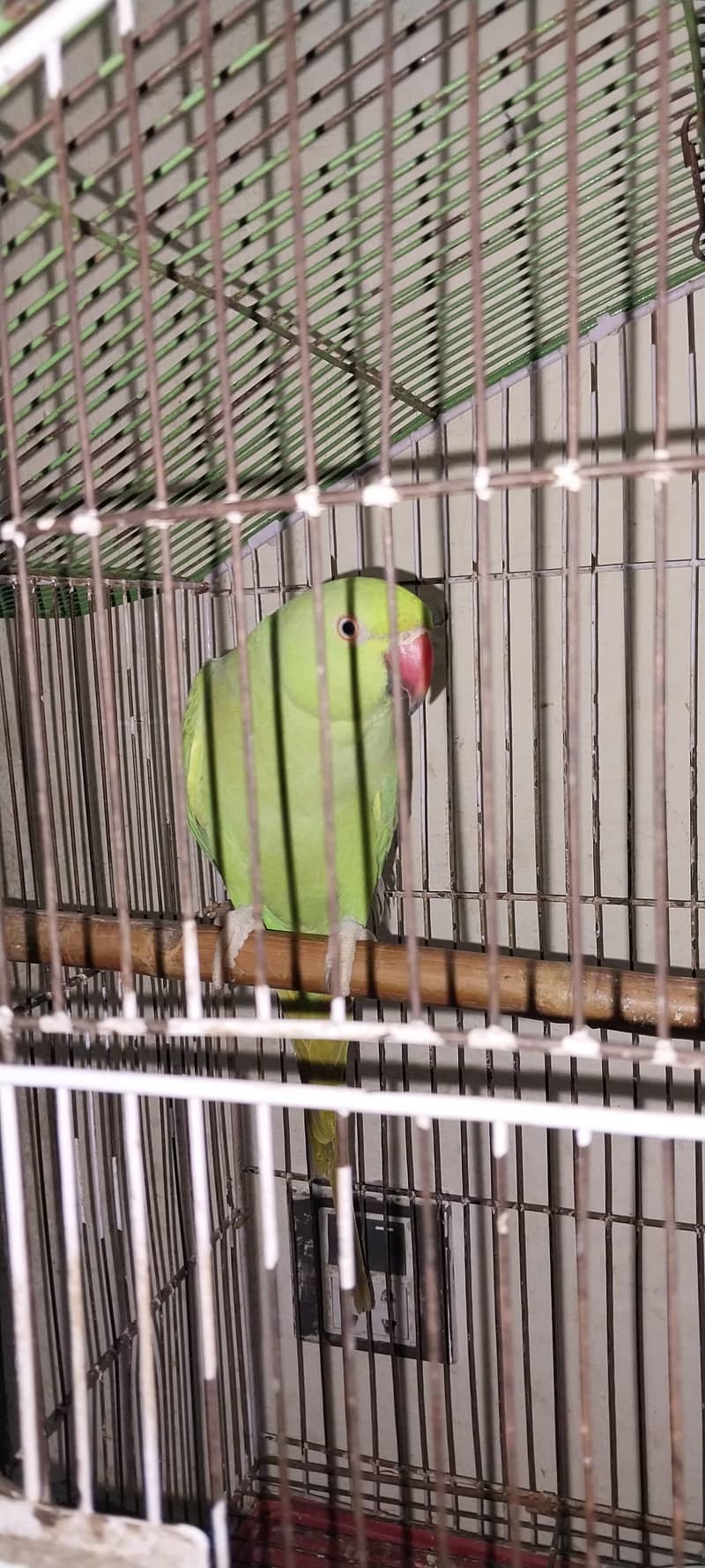 Parrot 2