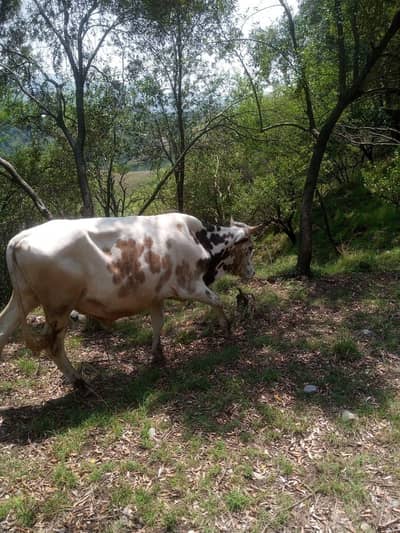 wara for sale