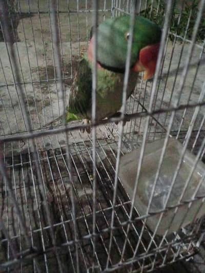 Raw parrot for sale