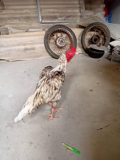 pure aseel Punjab breed for sale