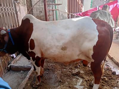 Bachra for qurbani