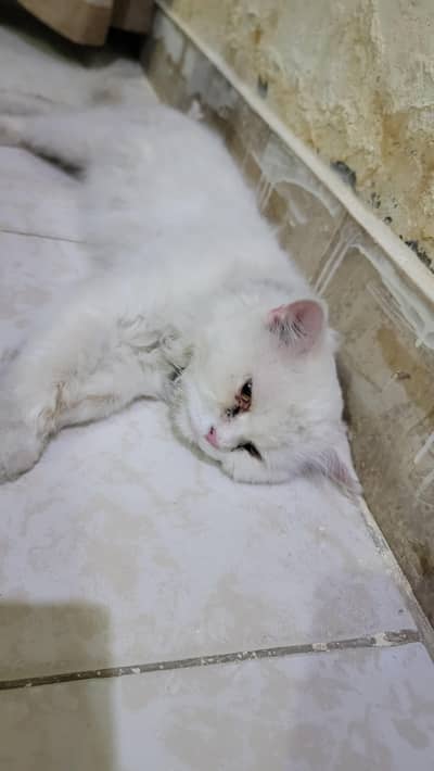 Selling my persian cat - 15 months old male