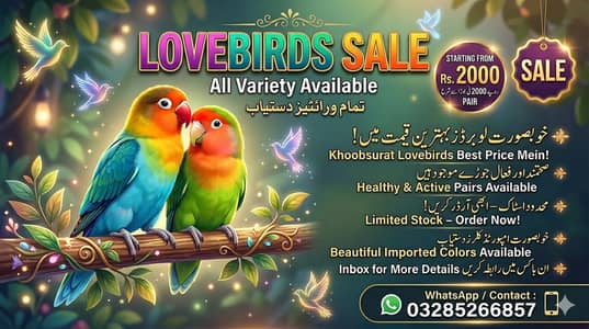Lovebirds Top Variety Available