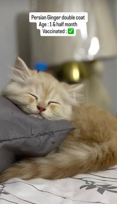 Beautiful Persian Ginger Double Coat Kitten (1.5 Months) for sale