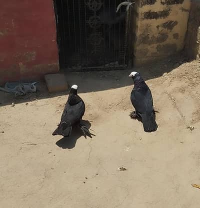 black mukhi big permoz and red helmet female