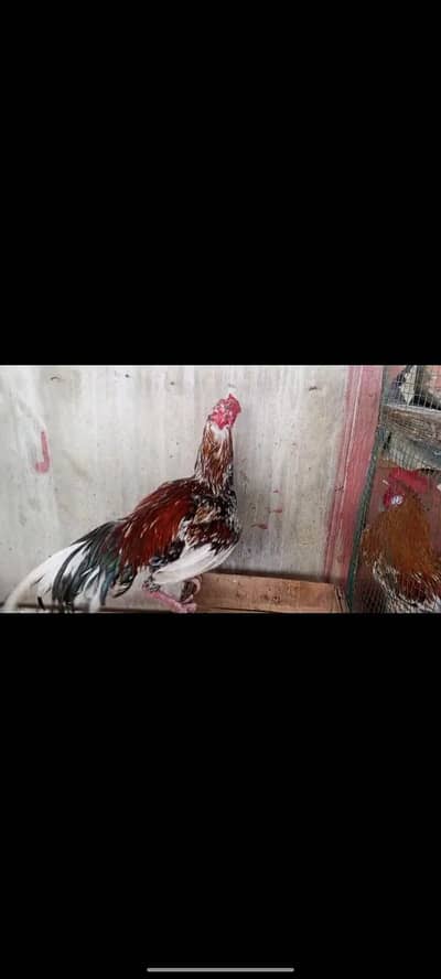 Aseel Sindhi Male home breed for sale