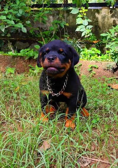 rottweiler female puppies